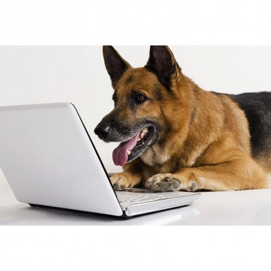 Πίνακας σε καμβά Σκύλος με Laptop 2