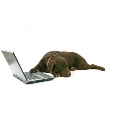 Πίνακας σε καμβά Σκύλος με Laptop