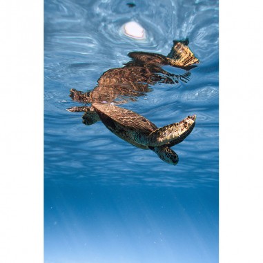Πίνακας σε καμβά Χελώνα στο νερό