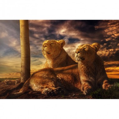 Πίνακας σε καμβα Δυο θηλυκά λιοντάρια