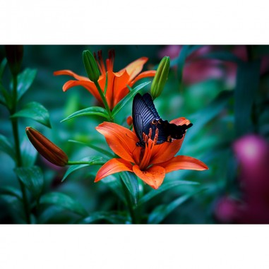 Ταπετσαρία με Lily Orange Flower  