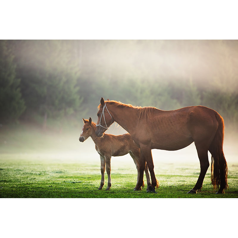 Ταπετσαρία Άλογο και Αλογάκι