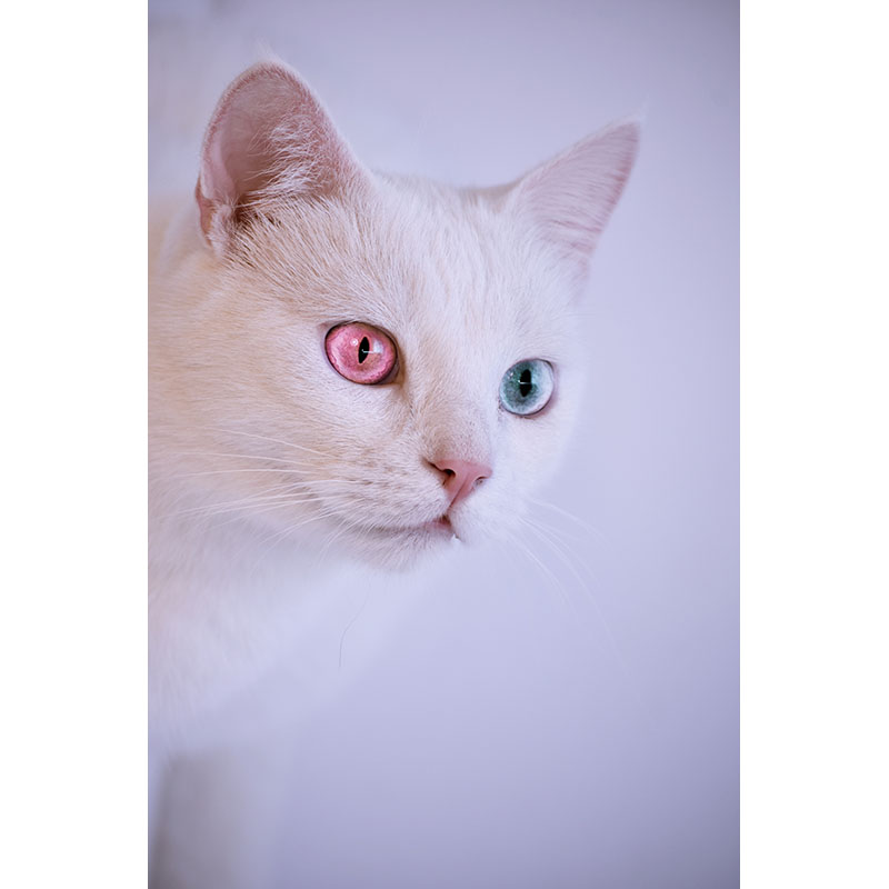 Ταπετσαρία Λευκή γάτα 2