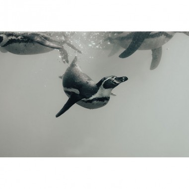 Ταπετσαρία Πιγκουίνοι που κολυμπούν