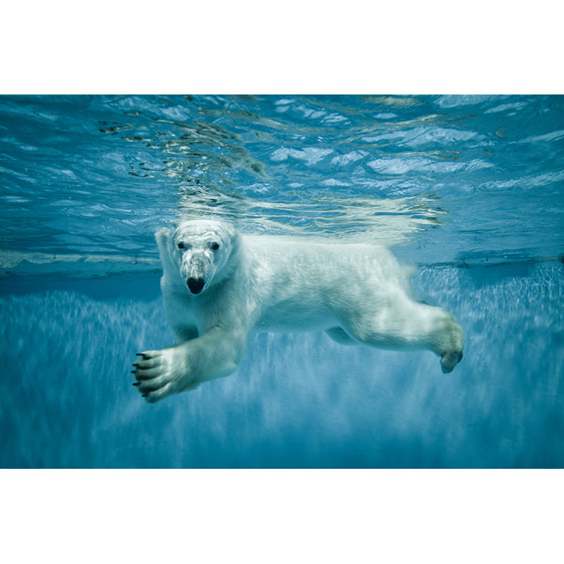 Πίνακας με Polar Bear 