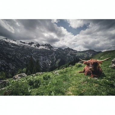 Cow