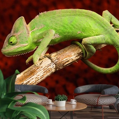Chameleon