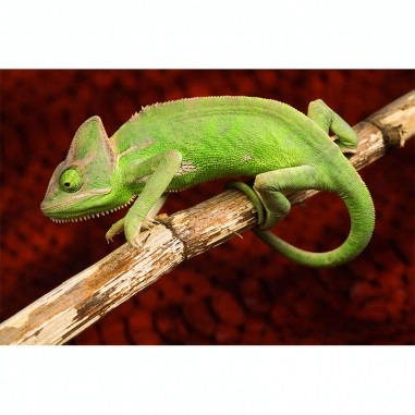 Πίνακας με Chameleon