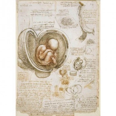 Πίνακας σε καμβά Leonardo Da Vinci - A page showing his study of a foetus in the womb - 1510