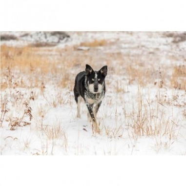 Ταπετσαρία τοίχου Dog Ταπετσαρία τοίχου Dog