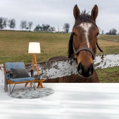 Ταπετσαρία τοίχου  Horse Ταπετσαρία τοίχου  Horse