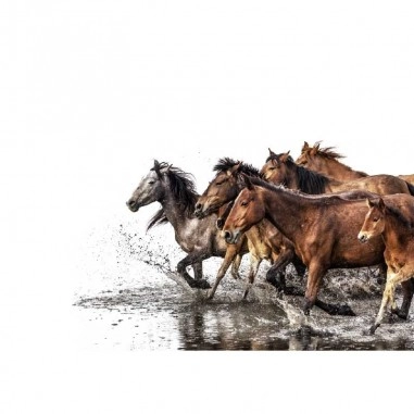 Ταπετσαρία τοίχου  Horses