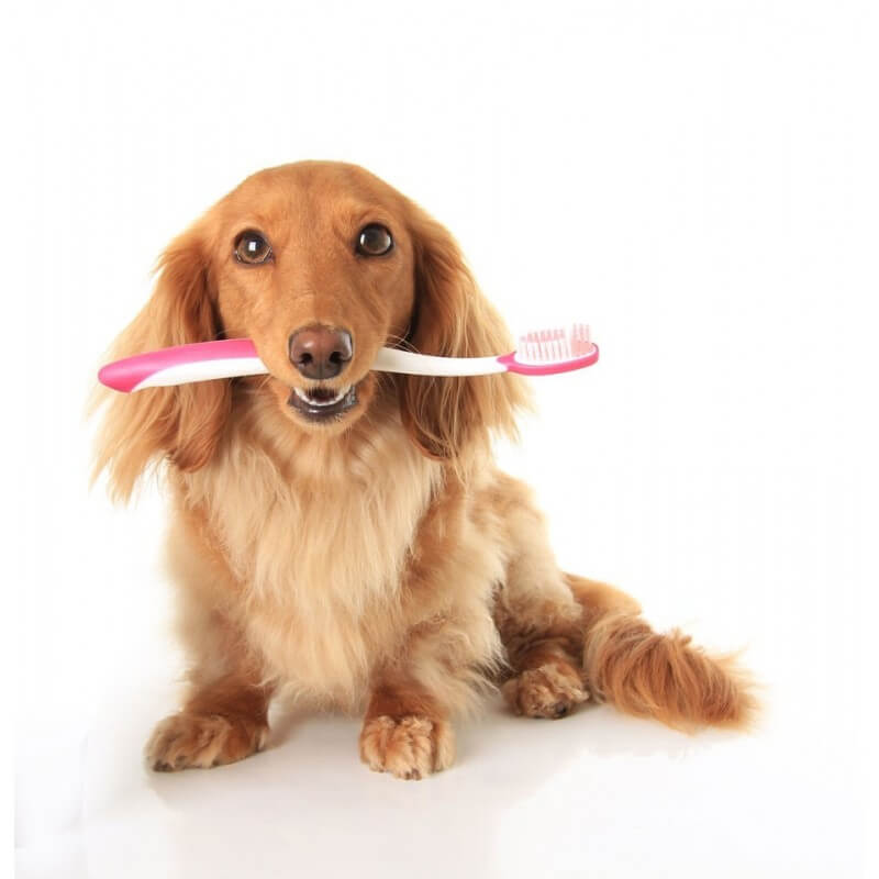 Σκυλάκι με οδοντόβουρτσα