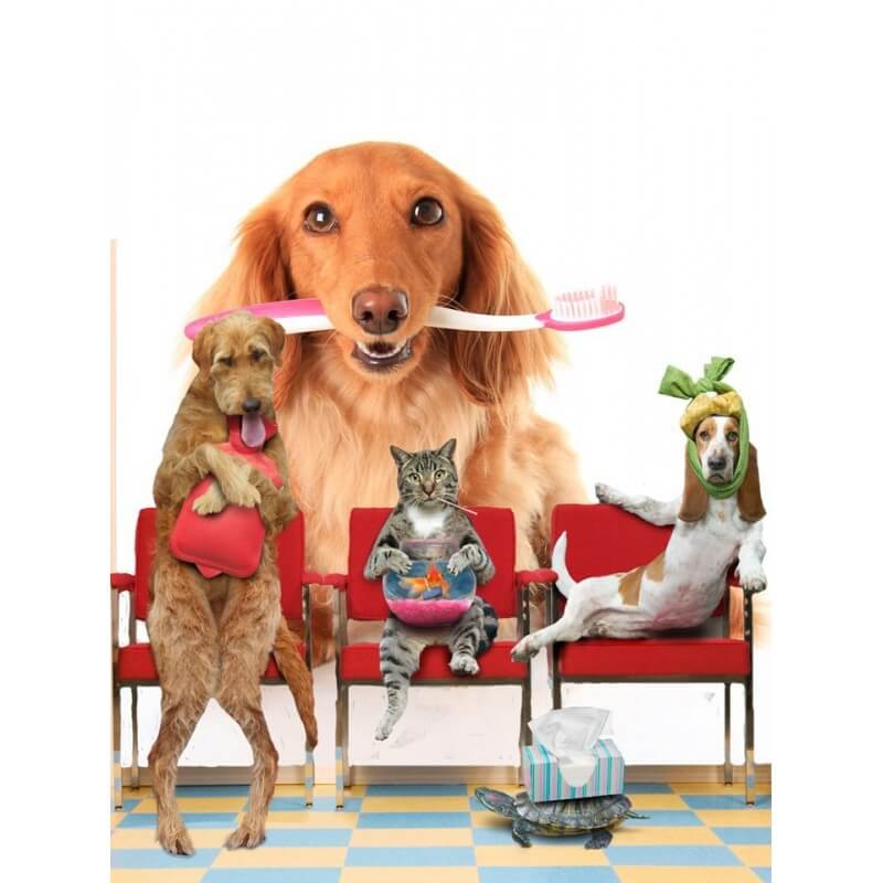 Σκυλάκι με οδοντόβουρτσα