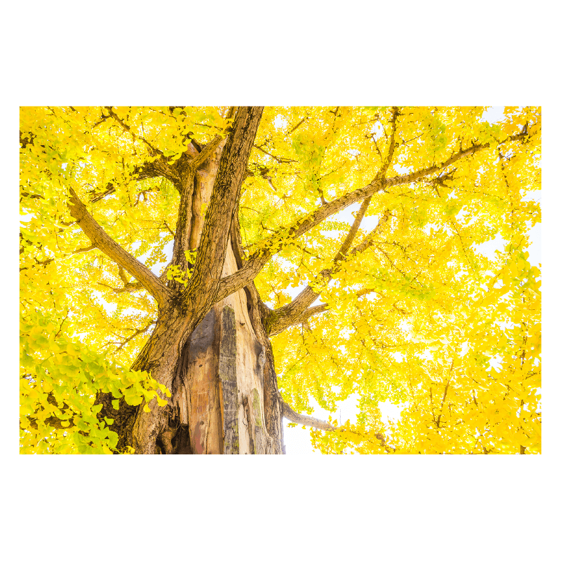 Ταπετσαρία με  δέντρο με κίτρινα φύλλα