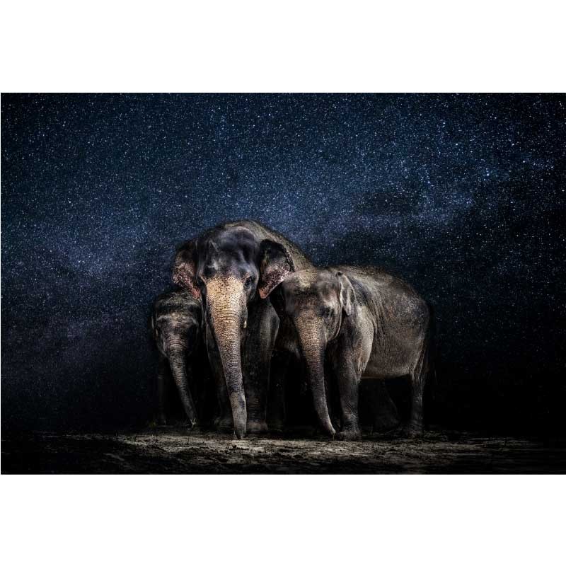 Ταπετσαρία τοίχου  Ελέφαντες