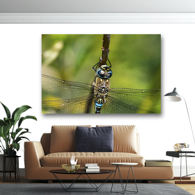 Πίνακας σε καμβά Dragonfly 50x75 Τελαρωμένος καμβάς σε ξύλο με πάχος 2cm