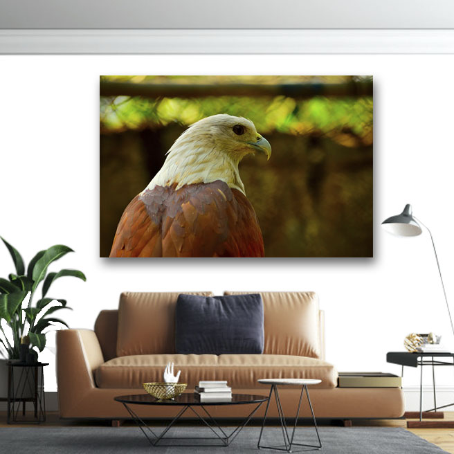 Πίνακας σε καμβά Eagle 195x130 Τελαρωμένος καμβάς σε ξύλο με πάχος 2cm