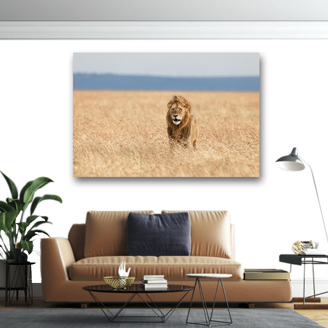 Πίνακας σε καμβά Λιοντάρι στη Σαβάννα 40x60 Τελαρωμένος καμβάς σε ξύλο με πάχος 2cm