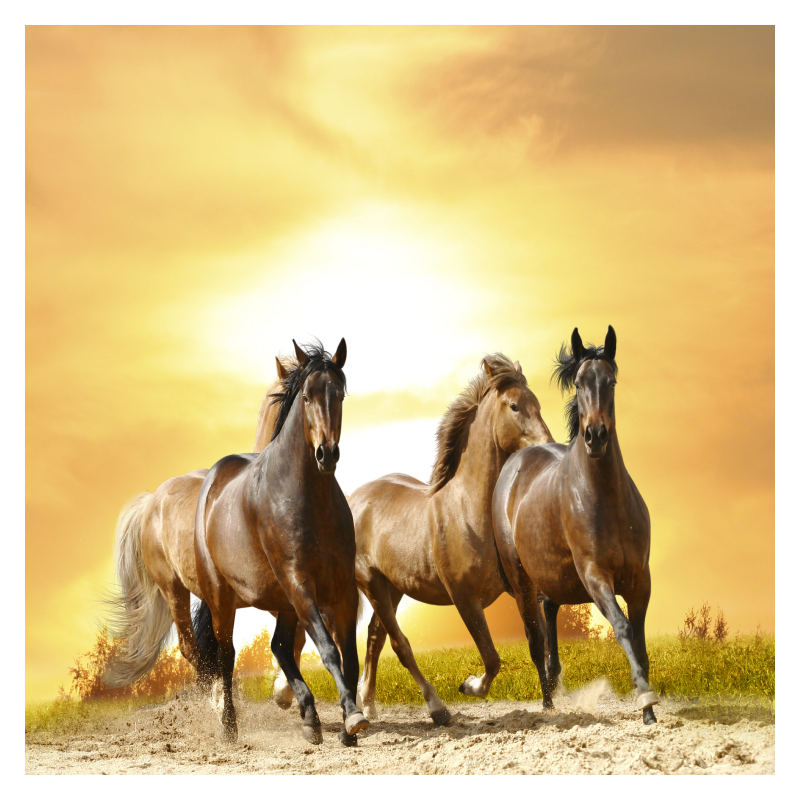 πίνακας σε καμβά για σαλόνια με άλογα
